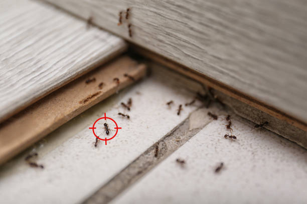 Best Flea Control Services  in Lake Mills, IA