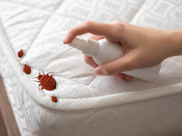 Best Mosquito Control Services  in Lake Mills, IA